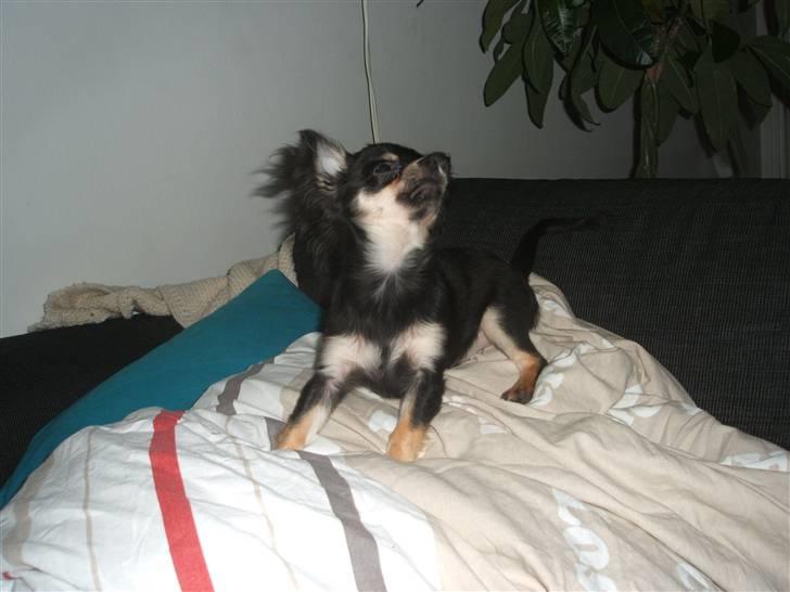 Chihuahua Lady La Luna billede 11