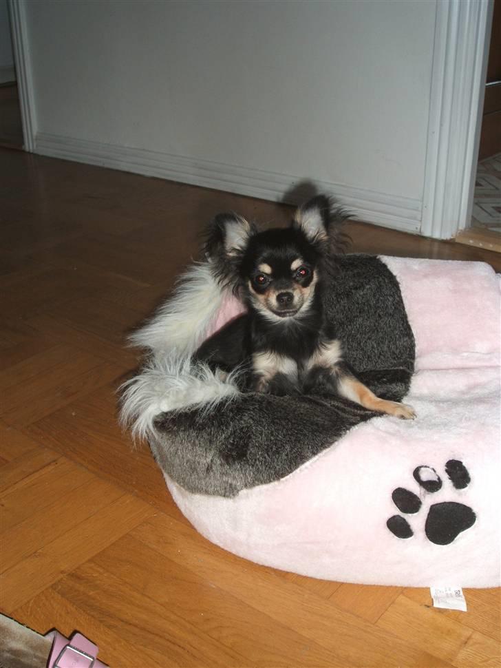 Chihuahua Lady La Luna billede 12