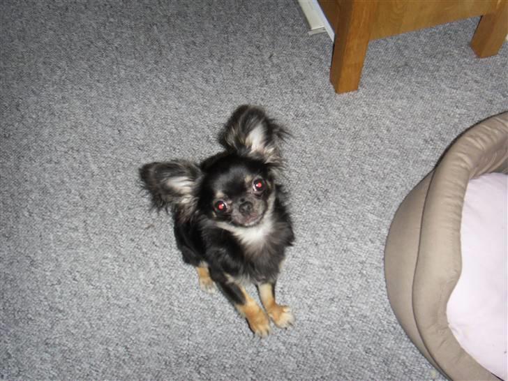 Chihuahua Kiwi billede 12