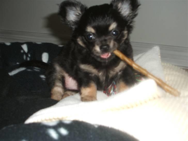 Chihuahua Lady La Luna billede 13