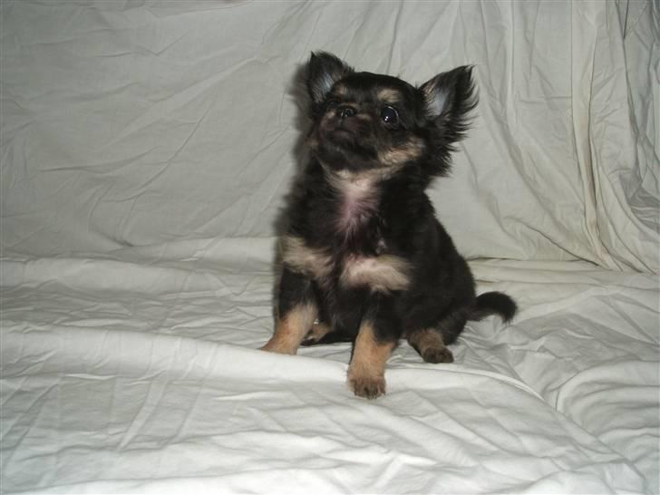 Chihuahua Lady La Luna billede 14