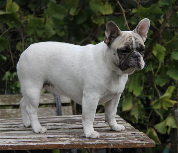 Fransk bulldog Catrinell´s AtillaVanilla billede 1