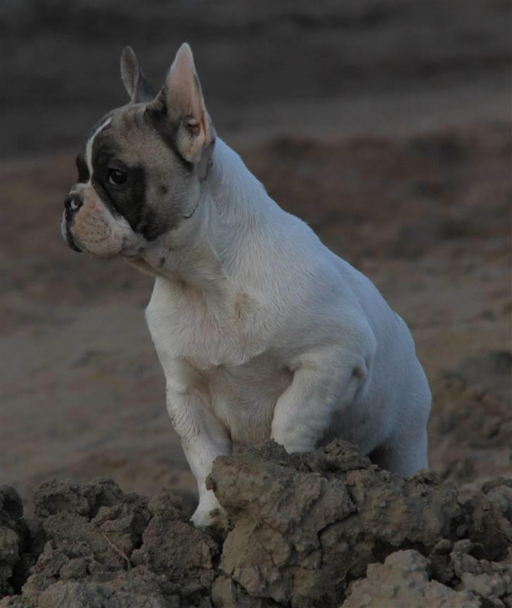Fransk bulldog Catrinell´s AtillaVanilla billede 2