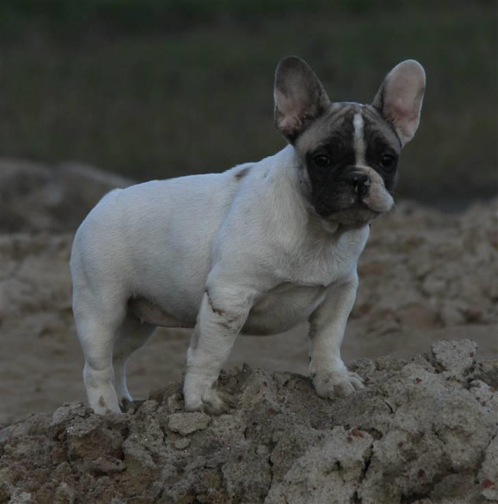 Fransk bulldog Catrinell´s AtillaVanilla billede 3