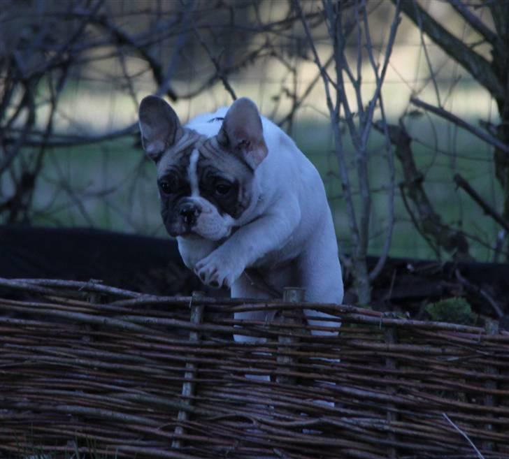 Fransk bulldog Catrinell´s AtillaVanilla billede 4