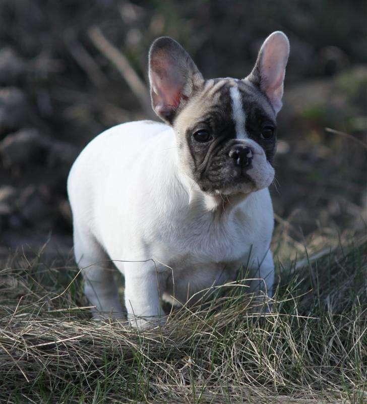 Fransk bulldog Catrinell´s AtillaVanilla billede 5