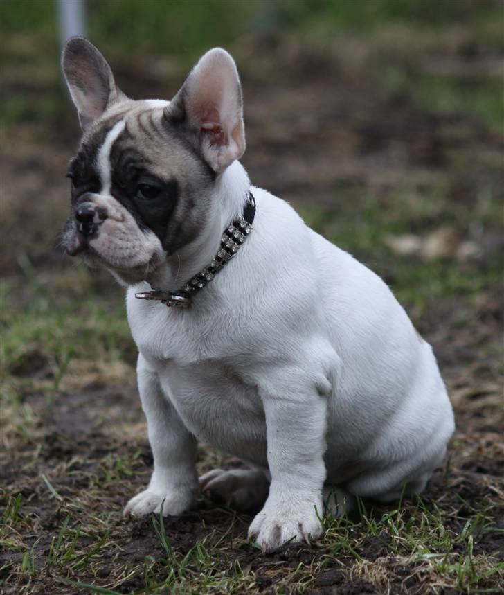 Fransk bulldog Catrinell´s AtillaVanilla billede 6