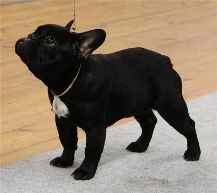 Fransk bulldog Diesel House Taddy billede 13