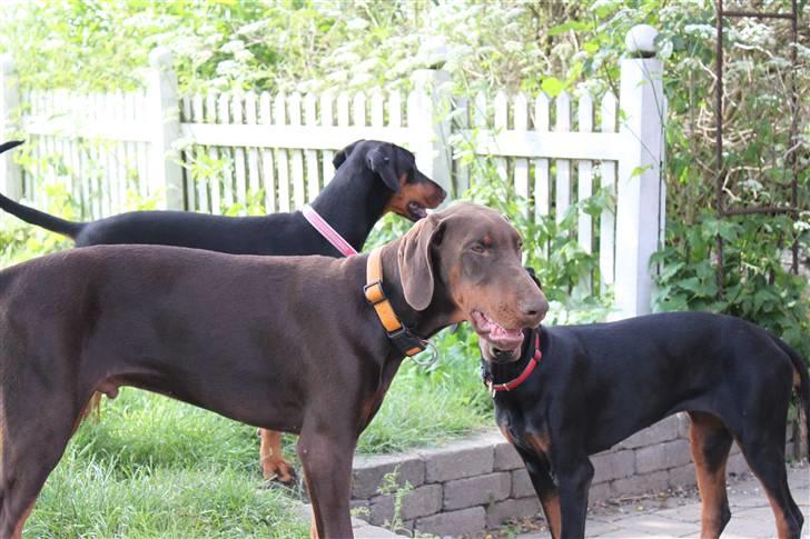 Dobermann Noir Royale A'Ron billede 1