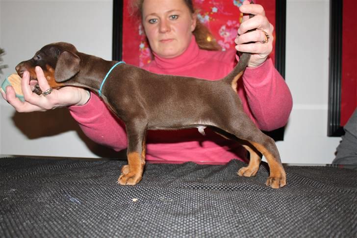 Dobermann Noir Royale A'Ron - 5 uger. billede 2