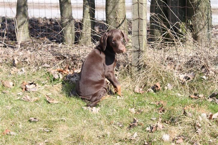 Dobermann Noir Royale A'Ron - 8 uger. billede 3