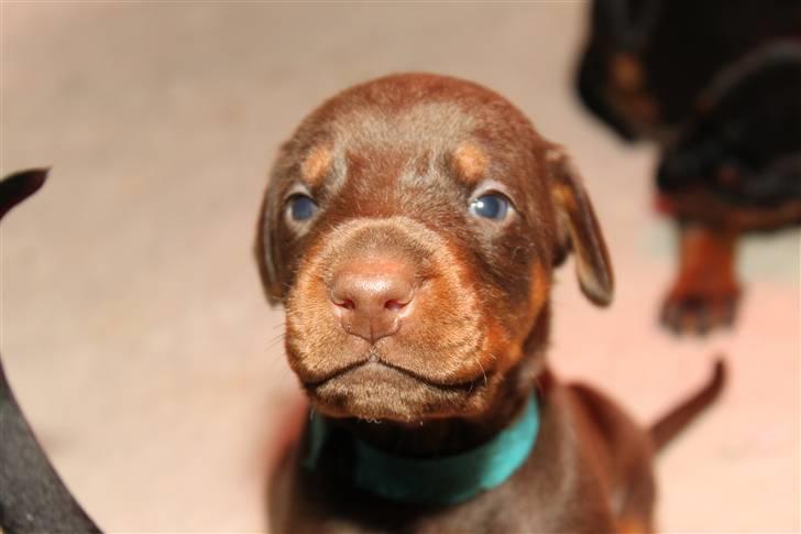 Dobermann Noir Royale A'Ron - 2 uger. billede 4