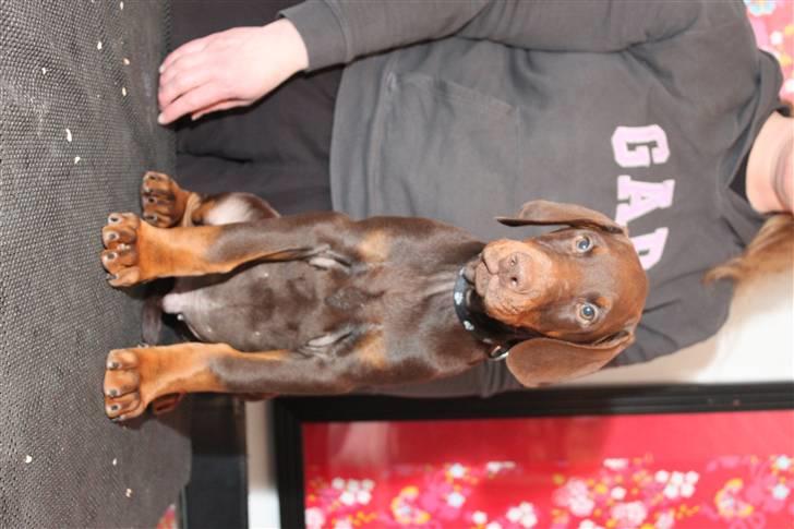 Dobermann Noir Royale A'Ron - 11 uger. billede 5