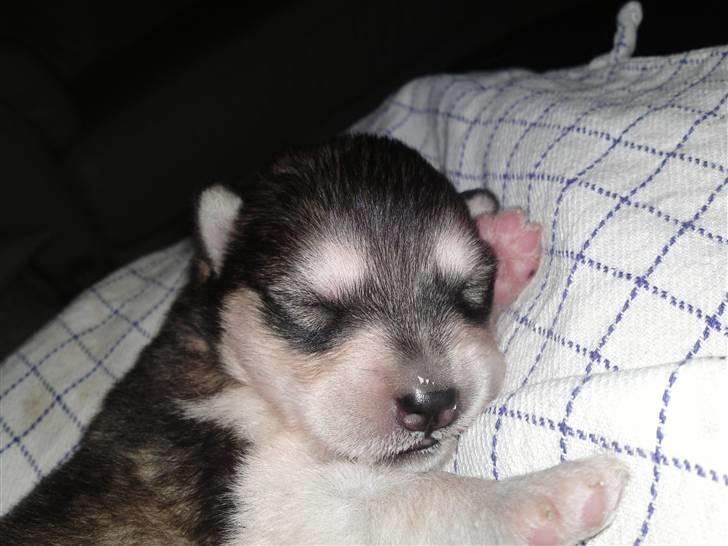 Alaskan malamute April Summer Wind billede 1