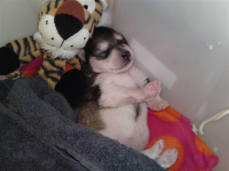 Alaskan malamute April Summer Wind billede 2