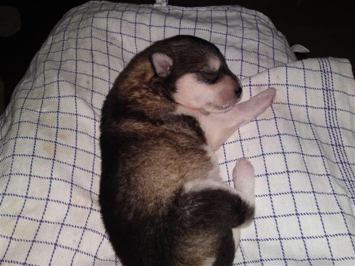 Alaskan malamute April Summer Wind billede 3