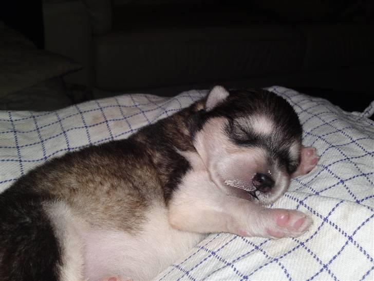 Alaskan malamute April Summer Wind billede 4