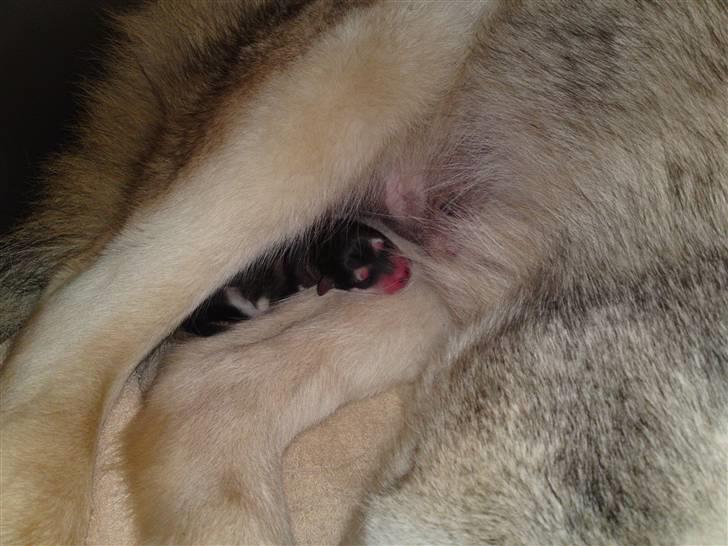 Alaskan malamute April Summer Wind billede 5