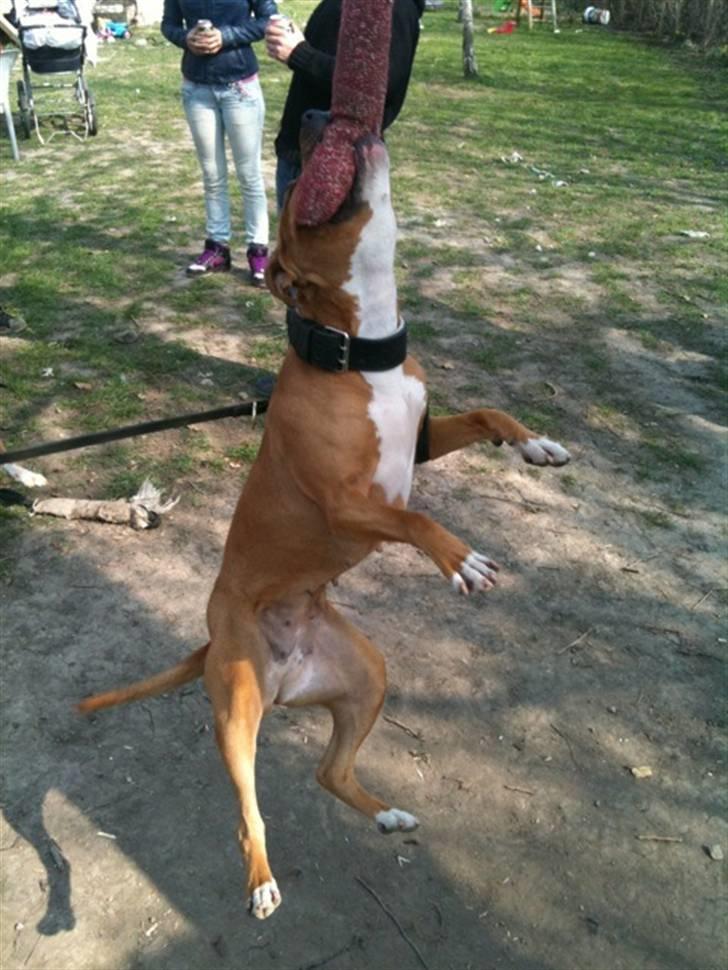 Amerikansk staffordshire terrier zuki billede 9