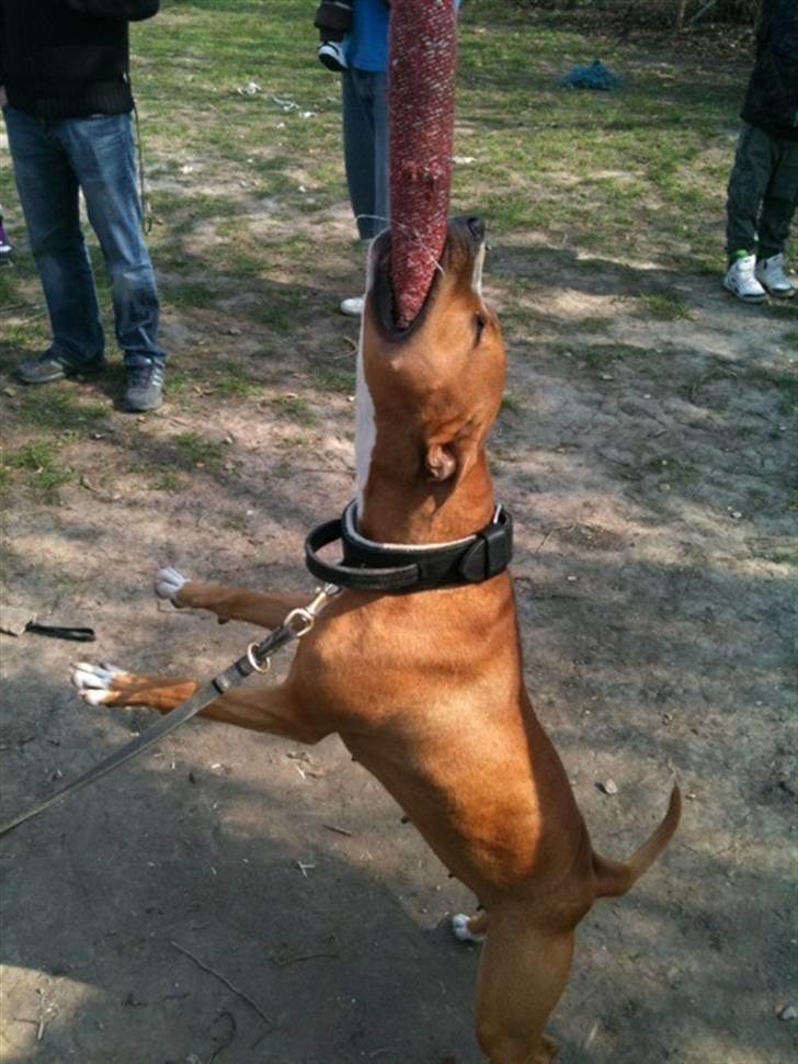 Amerikansk staffordshire terrier zuki billede 10