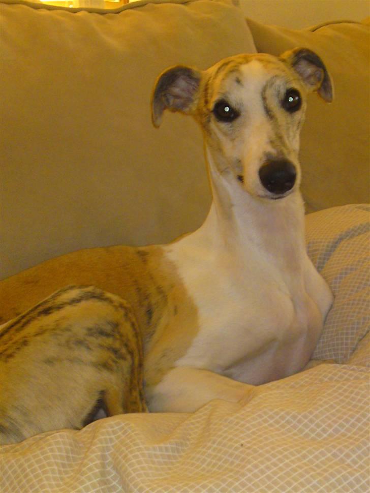 Whippet Hugo  - smuk dreng billede 17