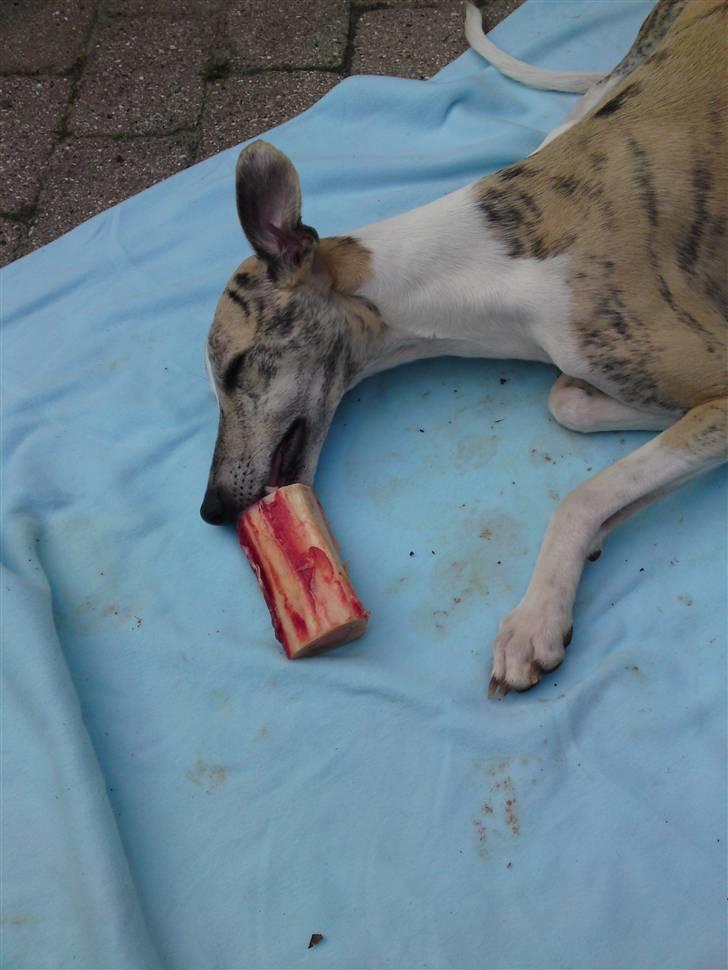 Whippet Hugo  - mmm råt kød... billede 18