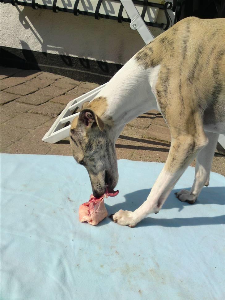 Whippet Hugo  - så skal den kylling tygges godt :-) elsker sin nye Barf fodring... billede 19