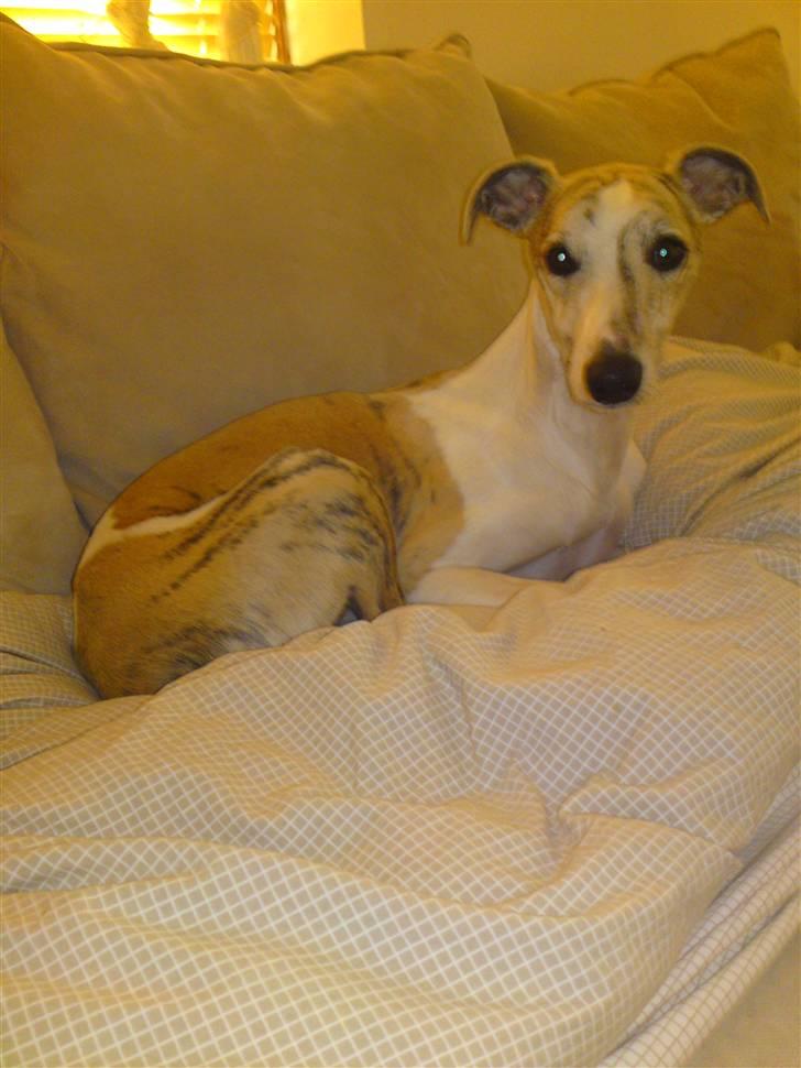 Whippet Hugo  - sofahund :-) billede 20