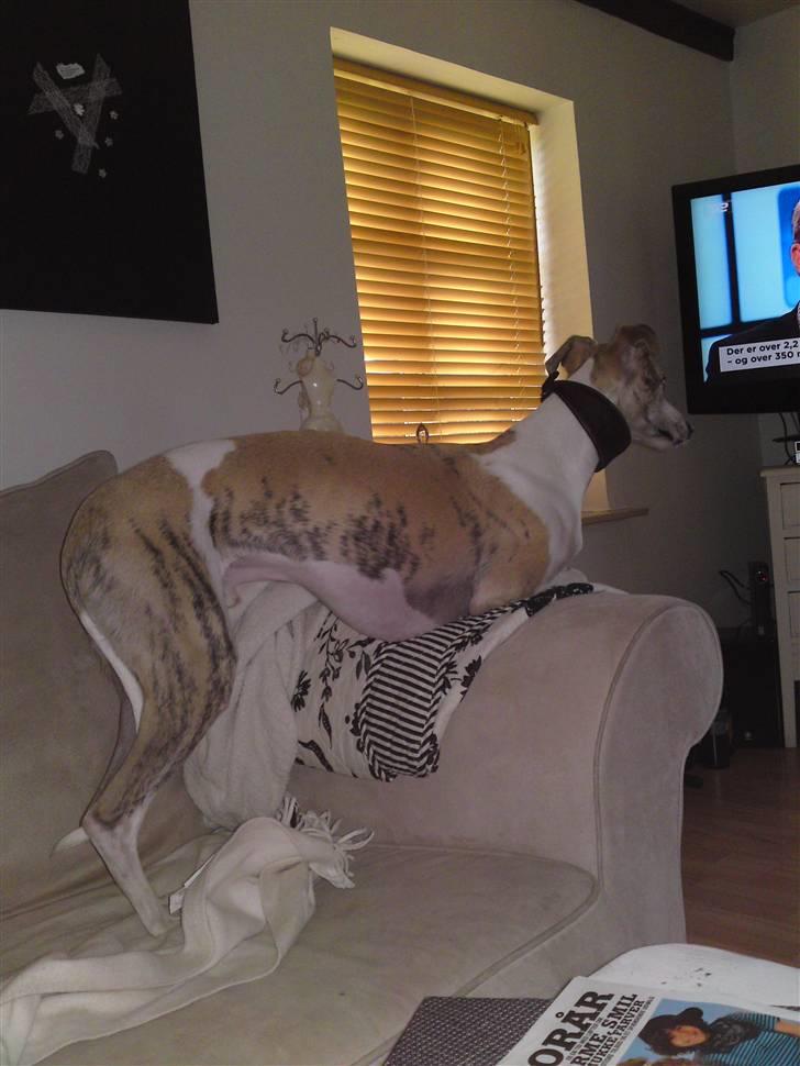 Whippet Hugo (Himmelhund) - Skal da lige se nyhederne :-) billede 21