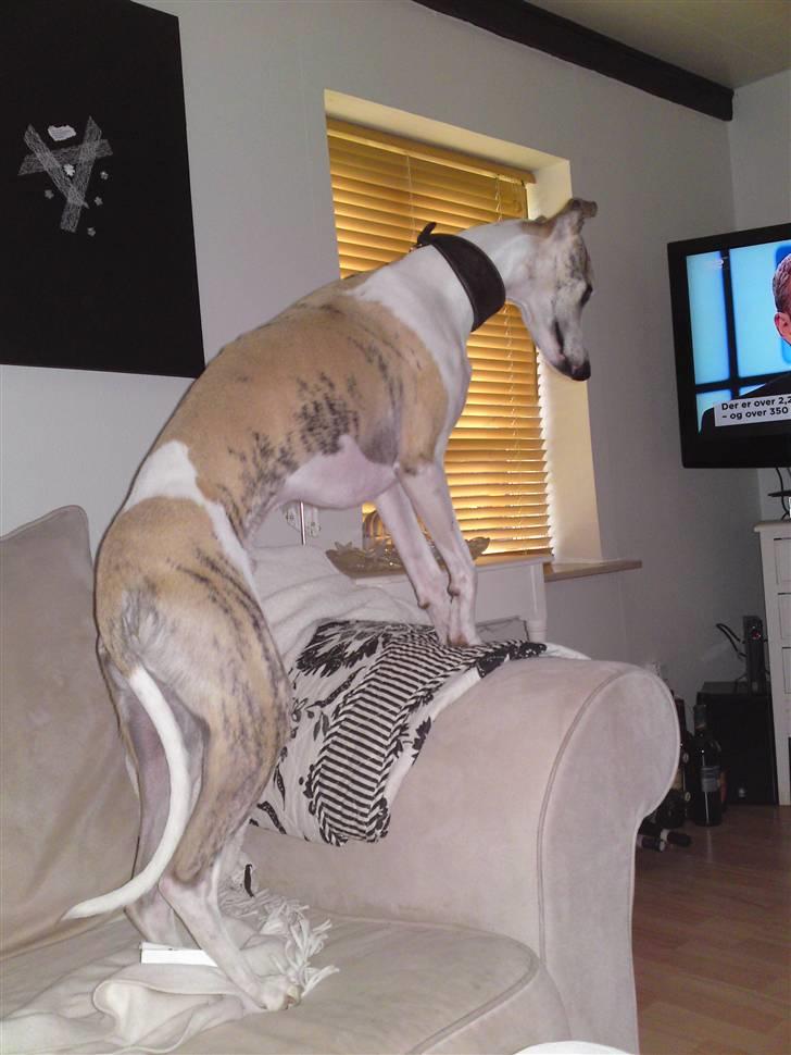 Whippet Hugo (Himmelhund) - hvad er der i fjernsynet i aften? billede 22