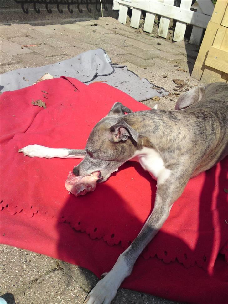 Whippet Viggo (Himmelhund) billede 19