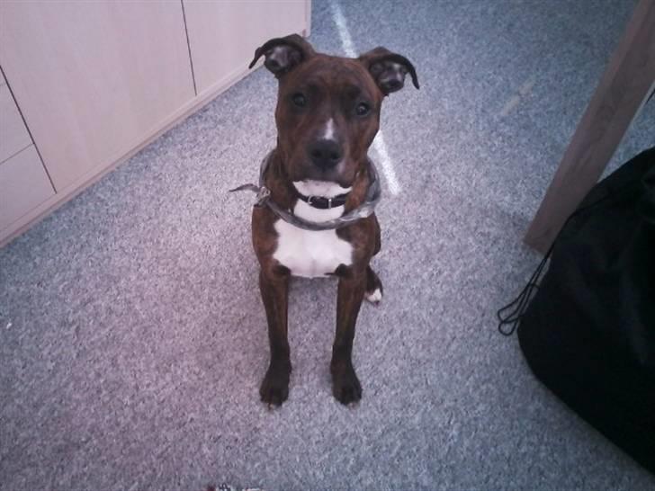 Blanding af racer Yatzy - solgt <3 billede 9