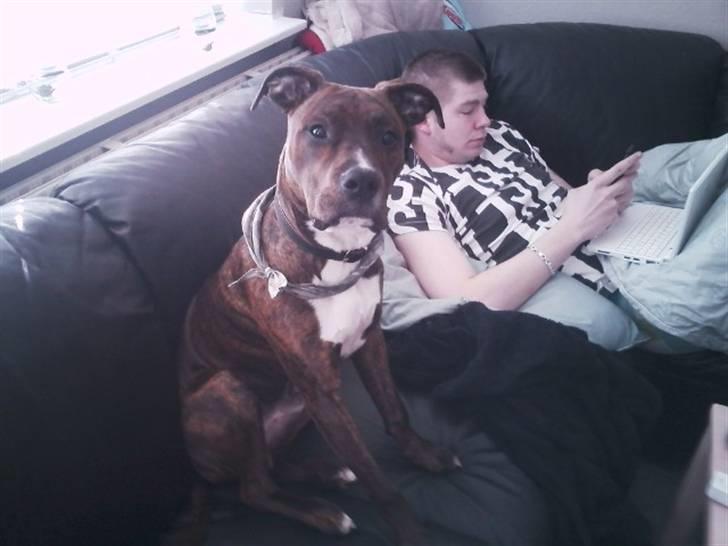 Blanding af racer Yatzy - solgt <3 billede 10