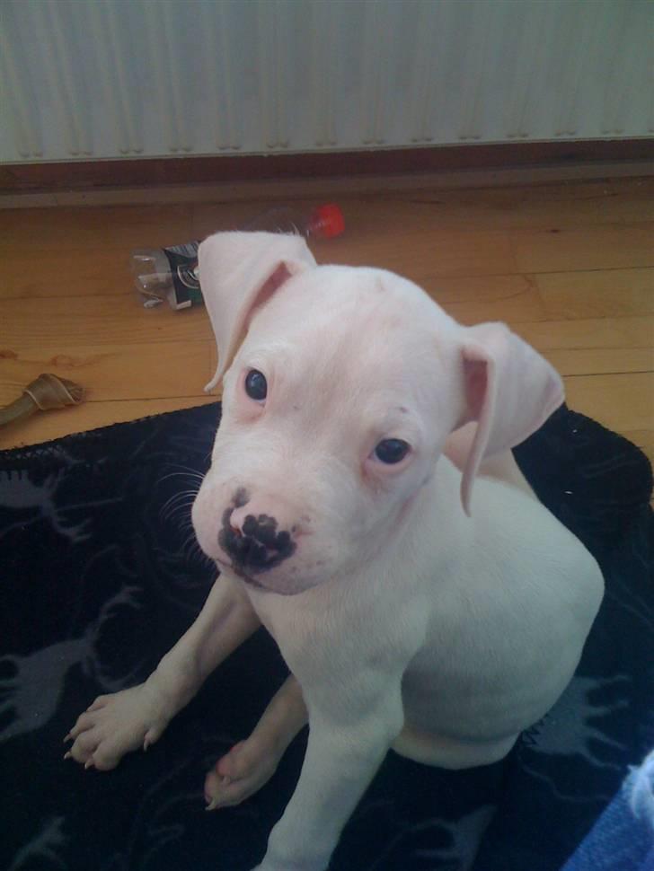 Blanding af racer Diesel billede 1