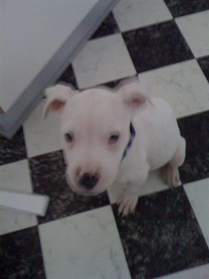 Blanding af racer Diesel billede 2