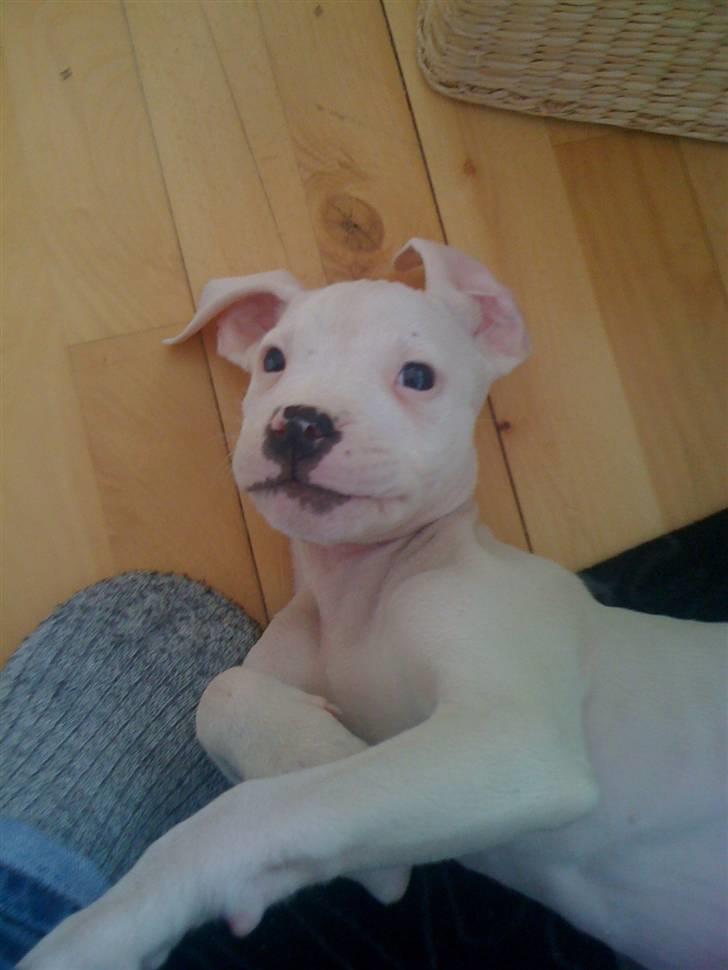 Blanding af racer Diesel billede 3