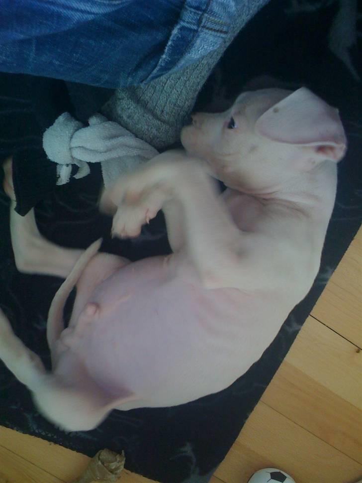 Blanding af racer Diesel billede 4