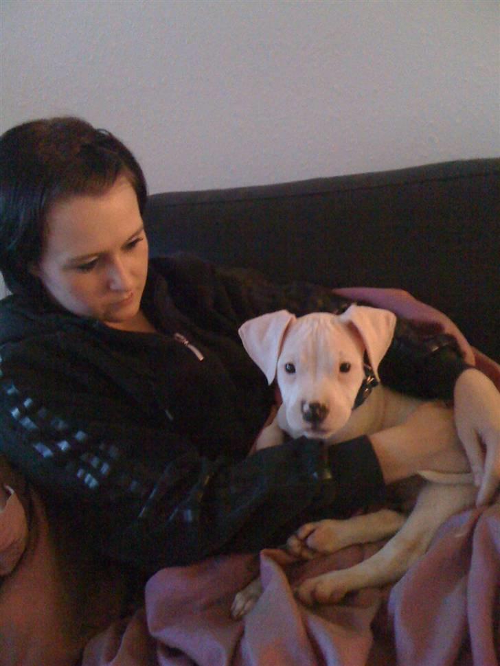 Blanding af racer Diesel billede 5