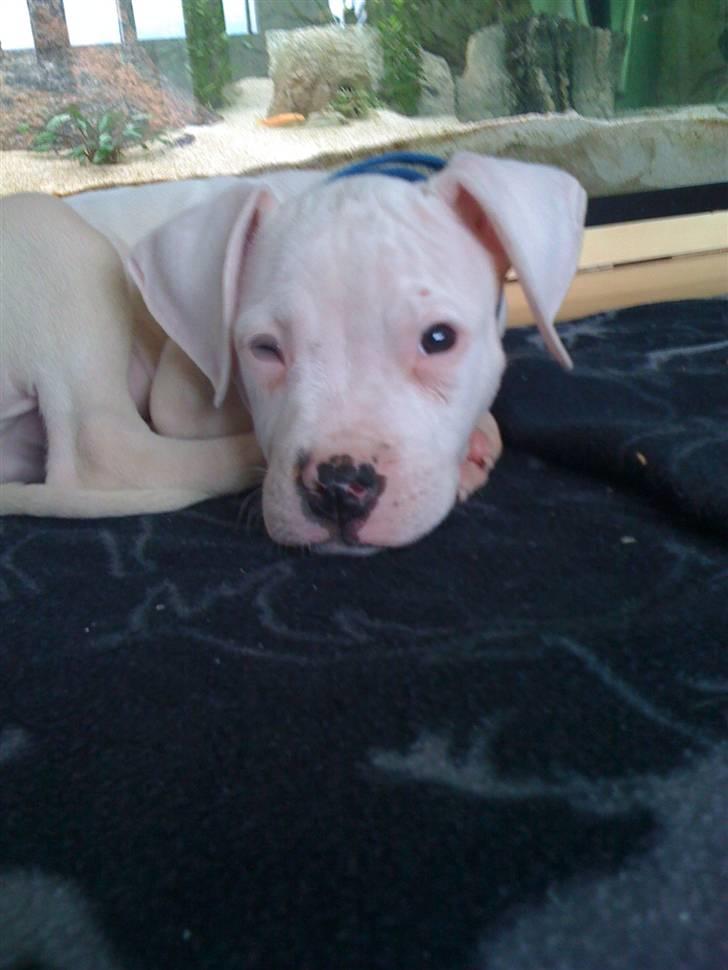 Blanding af racer Diesel billede 6