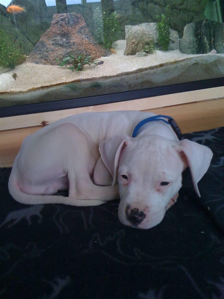 Blanding af racer Diesel billede 7