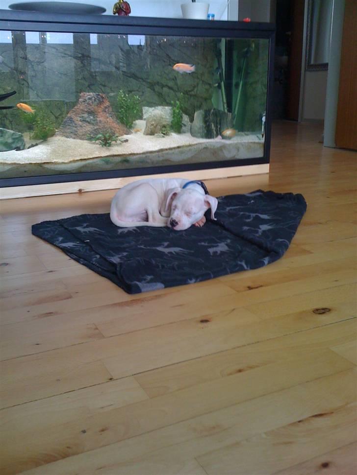 Blanding af racer Diesel billede 8