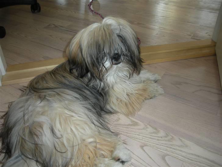 Lhasa apso Bette my billede 10