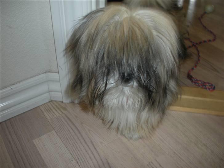 Lhasa apso Bette my billede 11