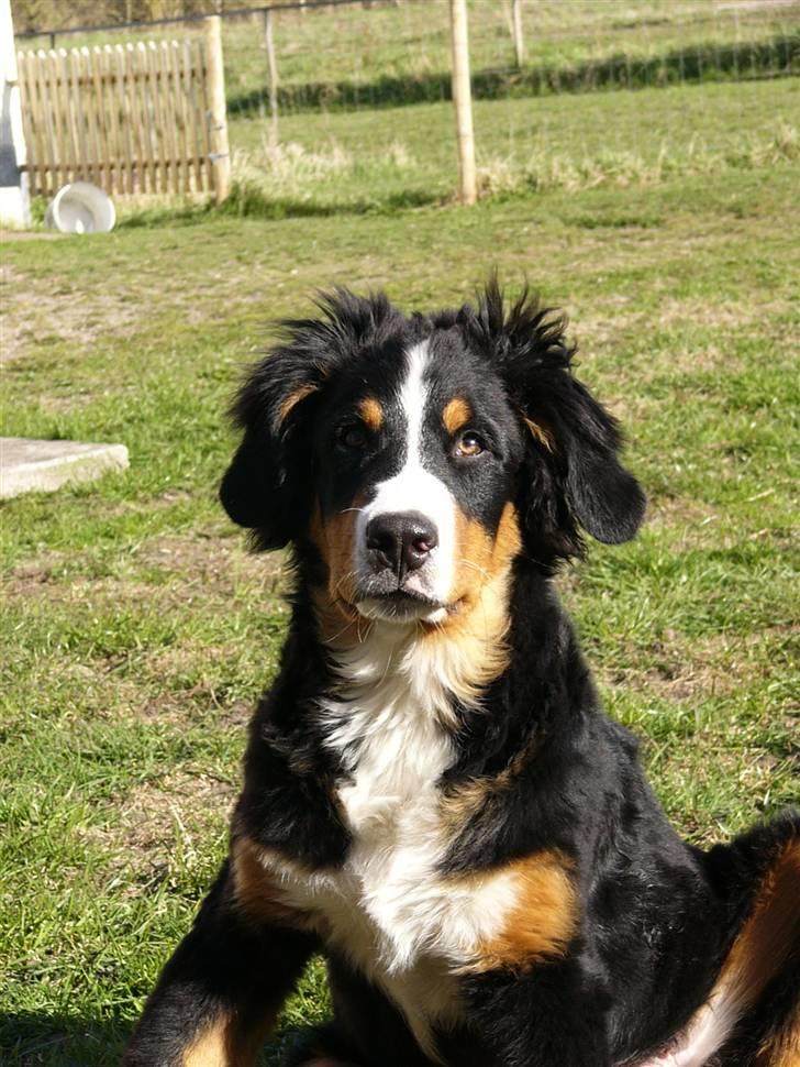 Berner sennenhund Freja - Så blev Freja 18 uger og 2 dage. Taget d.18 April. SKØN hund!!! billede 10