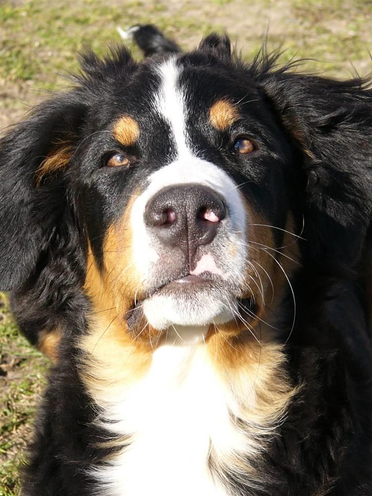 Berner sennenhund Freja - Taget d.18 April. Der er en kæmpe lighed mellem hende og hendes mor *SMILER* billede 11