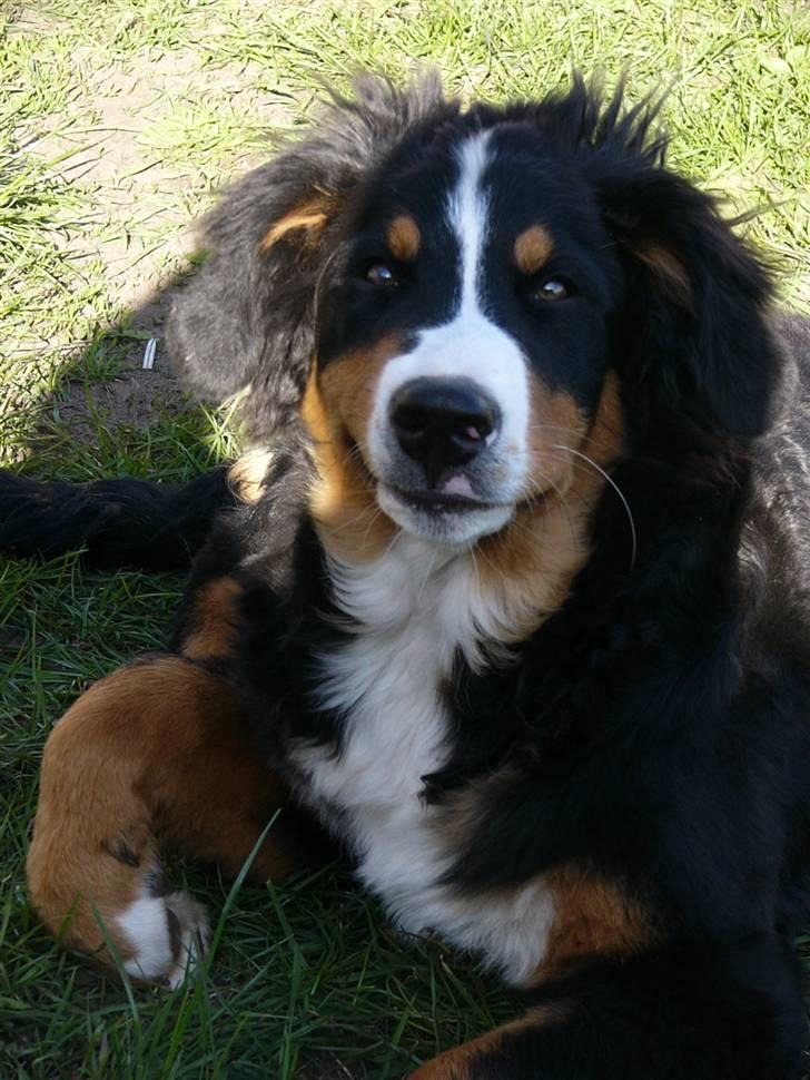 Berner sennenhund Freja - SÅ yndig og kær.. Elsker hende SÅ meget.! Det er så dejligt hun ligner hendes mor på en prik. billede 12