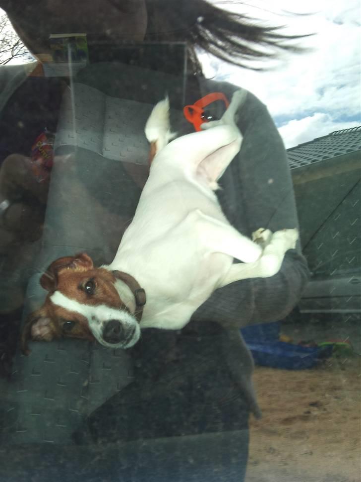 Glathåret foxterrier Foxy  - sover i bilen  billede 16