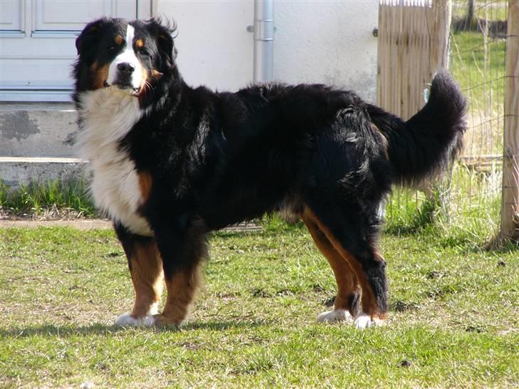 Berner sennenhund Balter (Har fået et nyt hjem) - Balte d.11 April 2010. Min store dejlige bamsede vagthund.. billede 20