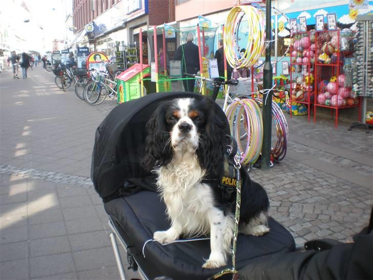 Cavalier king charles spaniel Chicco - Jeg vogter over alle babyer. billede 7