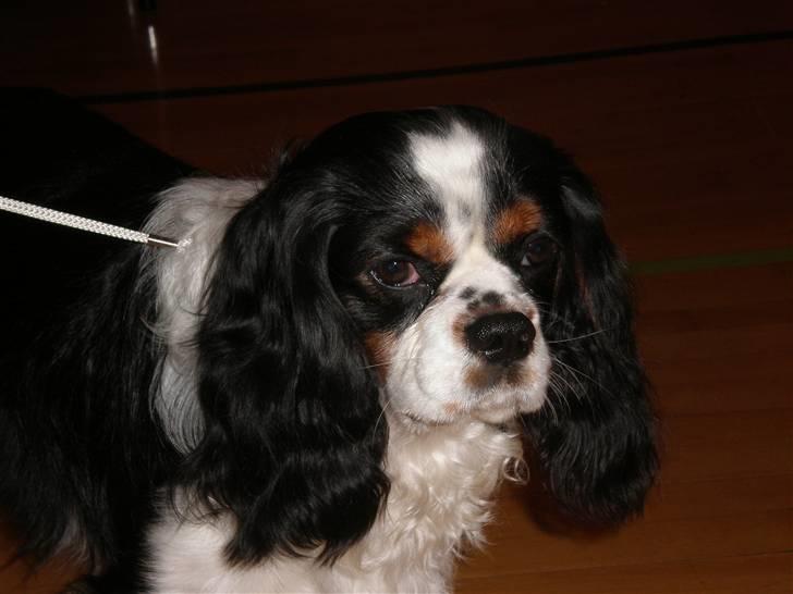 Cavalier king charles spaniel Chicco - Smukke Chicco. billede 8